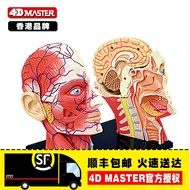 4 d Master human head bone anatomy of the assembled model of brain tissue hospital teaching displayi