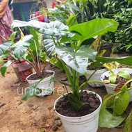 Tanaman hias Alocasia green dan alocasia red - zebrina