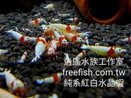賣活餌-水晶蝦