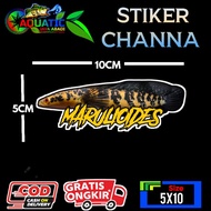 Channa Marulioides stickers