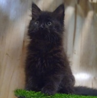 Kucing mainecoon kitten black solid pedigree