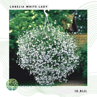 (10 Biji) Benih Bibit Biji - Bunga Lobelia White Lady Flower Seeds - Bisa Untuk Penutup Tanah Bunga Pot &amp; Bunga Gantung - IMPORT