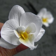 Orchid hair pins Wedding head piece for bride Bridal hair piece white flowers