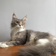 Mainecoon female blue white