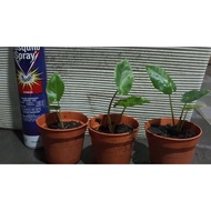 Alocasia Guinea Gold (916) Keladi - Live plant