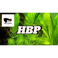 Plants For Guppy Aquarium 1M-2F HBP Trio.