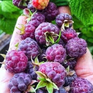 Sg Rare Berries Purple Raspberry Seed Source Reliable Raspberry Big Fruit