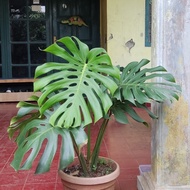 Feeminez - Monstera Deliciousa King - Monstera King - monstera mature