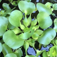 Aquatic Water Hyacinth, Water Hyacinth - KVT Aquarium Decoration - FARM SOUP Seeds