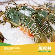 Big sale JUAL LOBSTER LAUT 1kg