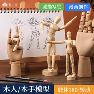 Human Body Model Manga Sketch Painting Human Body Model