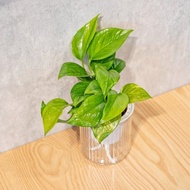 黃金葛 免澆水盆栽 室內植物 觀葉植物  禮物 辦公室小物