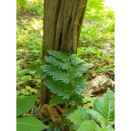 pokok paku pakis  hutan(daun bersinar)