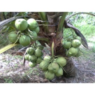 Benih Pokok Kelapa Pandan / Kelapa Wangi