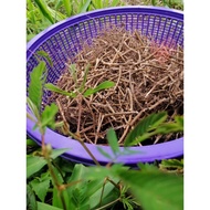 AKAR POKOK SEMALU KERING/DRIED MIMOSA PUDICA ROOT(AIRTIGHT PACKAGING)