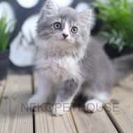 New Persia Longhair Kitten Lucu Gemas Anak Kucing Persia