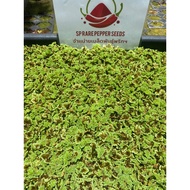 Red Net (Azolla microphylla)