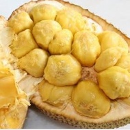 Nangka Cempedak Super Manis Per 1 Buah