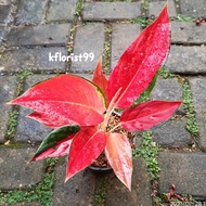 Aglaonema Red Ayu LZ