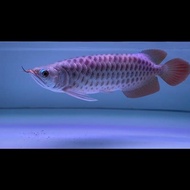 Ikan arwana super red polkadot 35cm