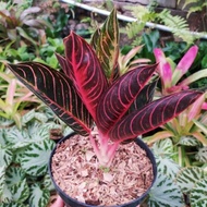 tanaman hias aglonema / aglaonema pride of sumatra / red sumatra