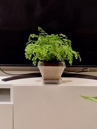 鐵線蕨 Adiantum Maidenhair Fern （送噴壼一個）