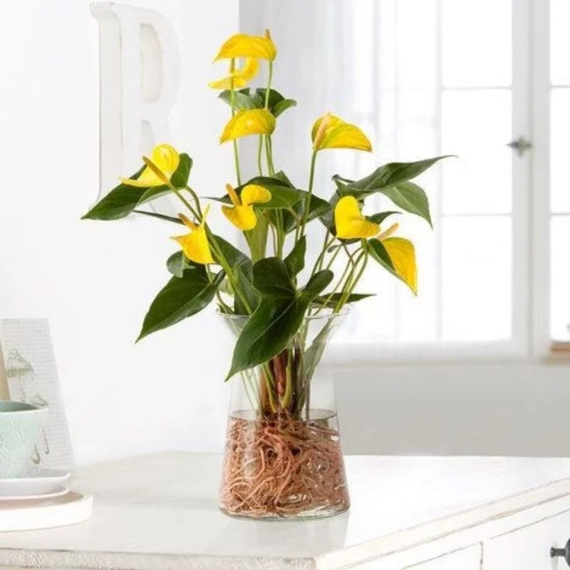 Tanaman hias Anthurium miki mouse berbunga kuning / Pohon hidup miki mouse anthurium