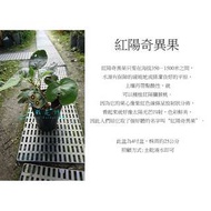 心栽花坊-紅陽奇異果/母株/奇異果品種/水果苗/嫁接苗/售價800特價700