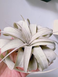 空氣草/空氣鳳梨 -  （稀有）西班牙霸王