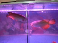 IKAN ARWANA GOLDEN RED (BERSERTIFIKAT RESMI)