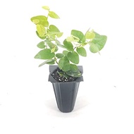 ✤ficus pumila creeping fig