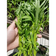 Kang Kong (Water Spinach) Vegetable Seeds for Planting (25g/50g/100g)