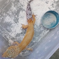 Gecko Hypo Snow