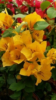 bibit bugenvil bunga kuning tumpuk