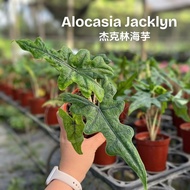 TKL - Alocasia Jacklyn Rare Indoor Plant 稀有品种杰克林海芋