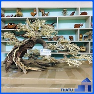 Bonsai Long Size 60x40cm- Aquarium Plants BS14