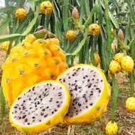 Dragon Fruit Seed แก้วมังกร แก้วมังกรโคลัมเบีย หวานที่สุดในโลก ถูกที่สุด เมล็ดพันธุ์แแก้วมังกรโคลัมเบีย 100 เมล็ด ปลูกง่าย หวานที่สุดในโลก Pitaya Seeds เมล็ดพันธุ์พืช ต้นไม้ พืช ต้นไม้ผลกินได้ เมล็ดผักต่างๆๆ ต้นผลไม้ กินได้ พรรณไม้ เมล็ดพันธุ์และหลอดไฟ