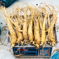Fresh ginseng 7 roots / 1 kg