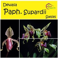 Anggrek Paphiopedilum Supardii dewasa kantong semar papiopedilum