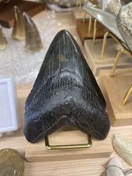 巨齒鯊-牙齒化石（黑色靚靚）