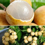 ANAK POKOK LONGAN PING PONG HYBRID THAILAND 3 Feet ++ Buah Buahan Fruits Live Plant [WEST MALAYSIA ONLY]