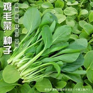 Chicken Cabbage Seeds Four Seasons Shanghai Chicken Cabbage Seeds Small Cabbage Balcony Potted Green