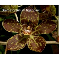 Anggrek remaja grammatophyllum/anggrek macan langka
