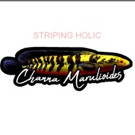 Channa MARULIOIDES STICKER