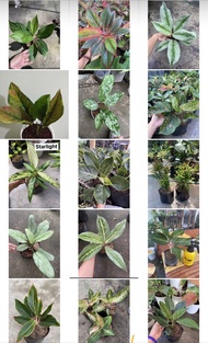 Aglaonema Varieties Home Decoration