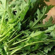 Young Papaya Leaf, Papaya Leaf, Papaya Leaf Vegetable, Papaya Leaf per Bunch