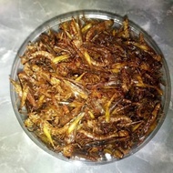 Fried Grasshopper/Fried Grasshopper