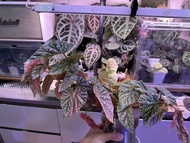 Begonia 粉錦秋海棠 粉錦富士山