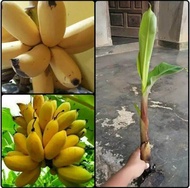 pohon pisang susu/bibit pohon pisang susu