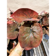 Caladium Hot Lava Merah Red  Caladium Keladi rare | The Plant Project